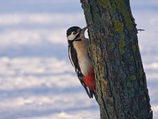 Great Spotted Woodpecker sitting on the tree