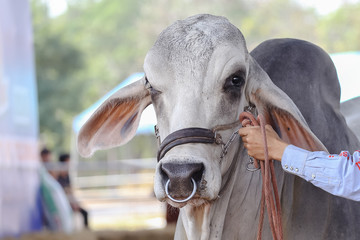 White Beef cattle judging contest
