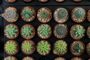 Variety of small beautiful cactus in the pot, seen from top.