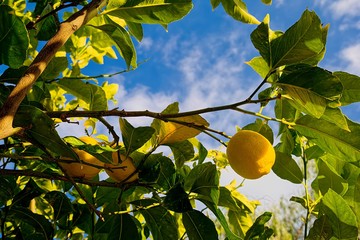 Limoni