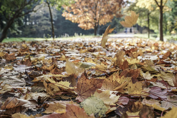Fototapeta na wymiar park in autumn