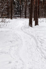 Fototapeta na wymiar Winter path in the woods