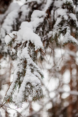 Spruce branches covered with snow