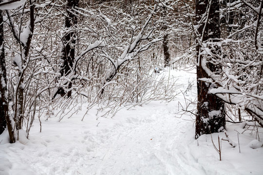 Winter path in the woods