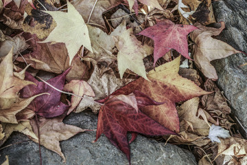 autumn leaves as a background