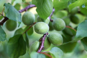 Green apricot branch