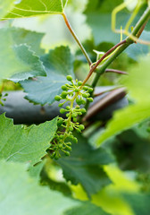 Small green grapes in garden