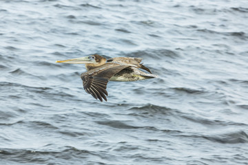 A brown pelican in flight at see in Cape Coral.
