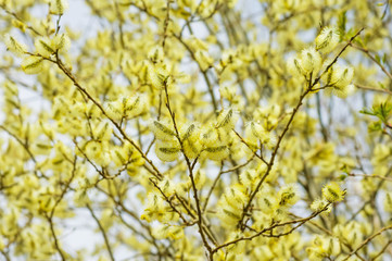 Spring background with bright blooming willow branch