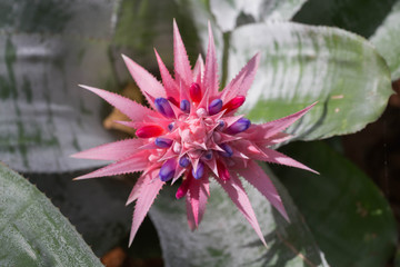 Aechmea fasciata