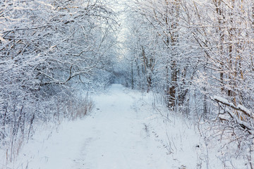 winter road in the woods