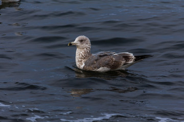 Fototapeta premium Möwen