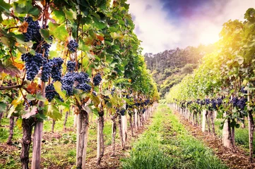 Abwaschbare Fototapete Weingarten Landschaft mit herbstlichen Weinbergen und Bio-Traube