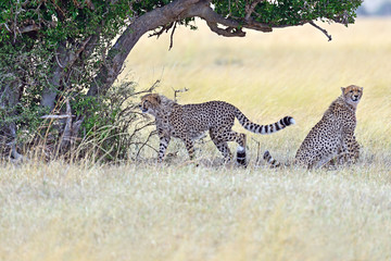 Masai Mara Cheetahs