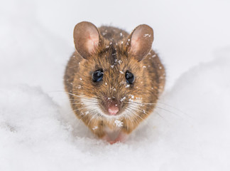 Wood mouse