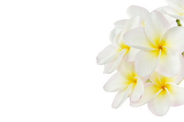 frangipani flowers on white background with clipping paths