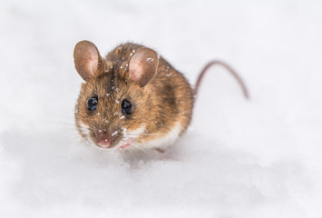 Fototapeta na wymiar Wood mouse