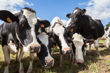 Neugierige schwarz-weiße Holsteiner Milchkühe, die in enger Gruppe ihre Nasen in die Kamera strecken