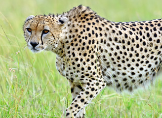 Obraz na płótnie Canvas Masai Mara Cheetahs