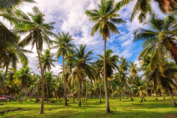 Obraz na płótnie Canvas Palm trees forest at Seychelles jungle, La Digue island