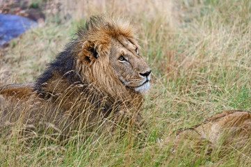 Portrait of young Lion