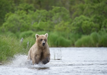 Grizzly bear running in the river, fishing, Katmai, Alaska