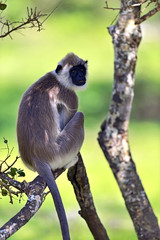Close-up of a Grey Langur