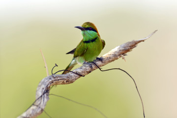 Bee-eater in the wild