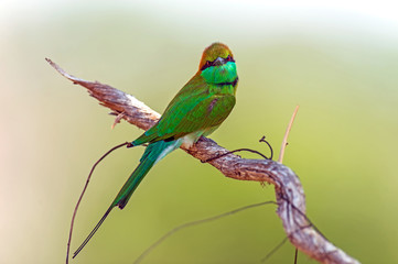 Bee-eater in the wild