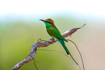 Bee-eater in the wild