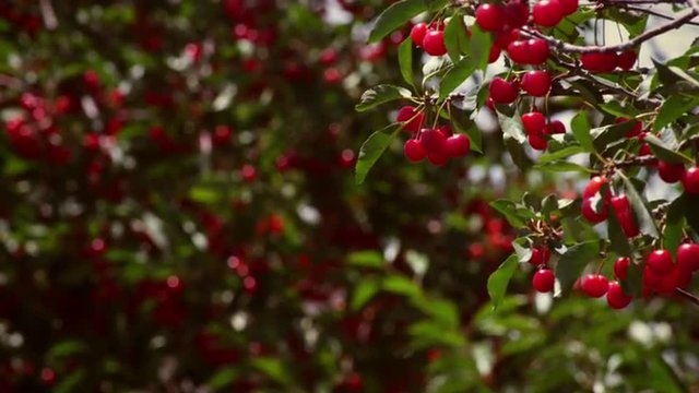 Racking focus of cherries in cherry trees