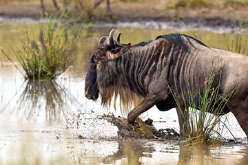 Fototapeta premium Wildebeest in the savannah