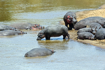 Fototapeta premium Hippopotamus Masai Mara