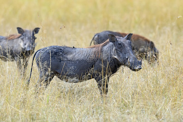 Warthog in tropical Kenya