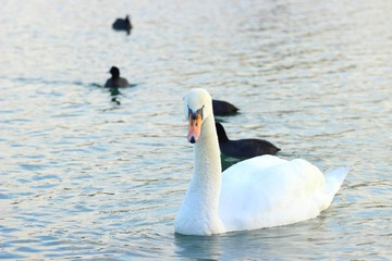 Swan and coots on the lake