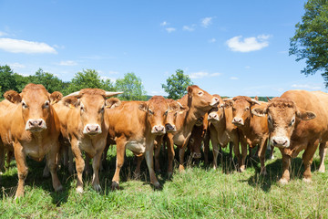 Herd of curious Limousin beef cows and a bull standing in a line looking at the camera in a green pasture under blue sky, close up view