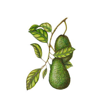 Avocado illustration
