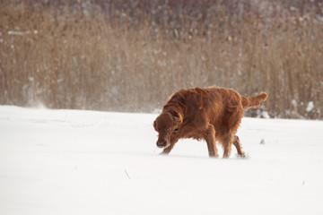 Funny Irish Setter running in the snow
