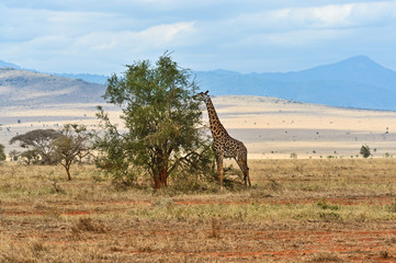 Obraz premium Giraffe in the African savannah