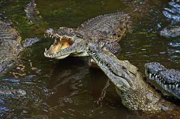 Obraz premium Crocodiles Masai Mara