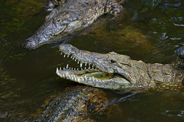 Crocodiles Masai Mara