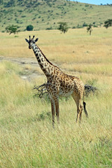 Naklejka na ściany i meble Giraffe in the African savannah