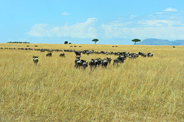 Fototapeta na wymiar Wildebeest in the savannah
