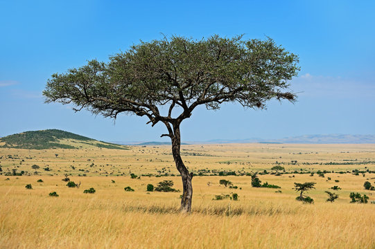  The tree in the African savanna