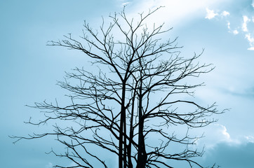 Trees in silhouette on blue sky background