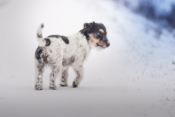 Ein malerisches Hundebild im Winter - Jack Russell Terrier