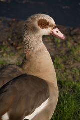 Nilsgans im Vondelpark - Amsterdam