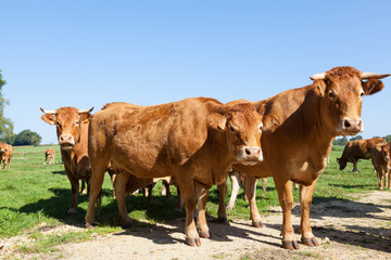 Three red brown Limousin beef cows looking curiously at the camera in a lush green pasture against blue sky