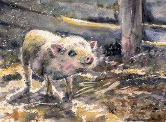Watercolors painted illustration of cute small pig in farm.