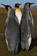 Three King Penguins (Aptenodytes patagonicus) standing together at Volunteer Point in the Falkland Islands. 